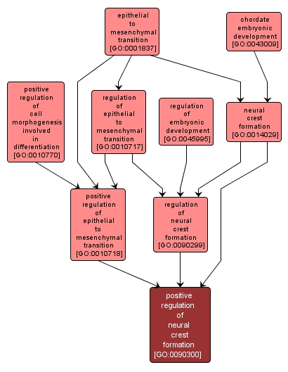 GO:0090300 - positive regulation of neural crest formation (interactive image map)