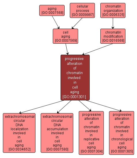 GO:0001301 - progressive alteration of chromatin involved in cell aging (interactive image map)