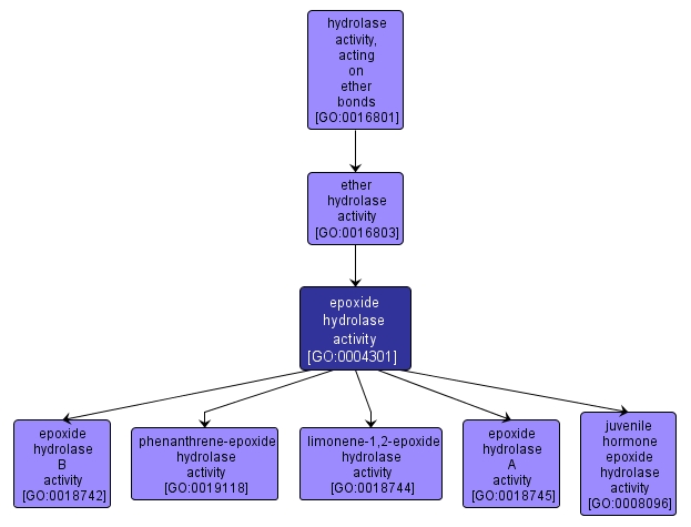 GO:0004301 - epoxide hydrolase activity (interactive image map)