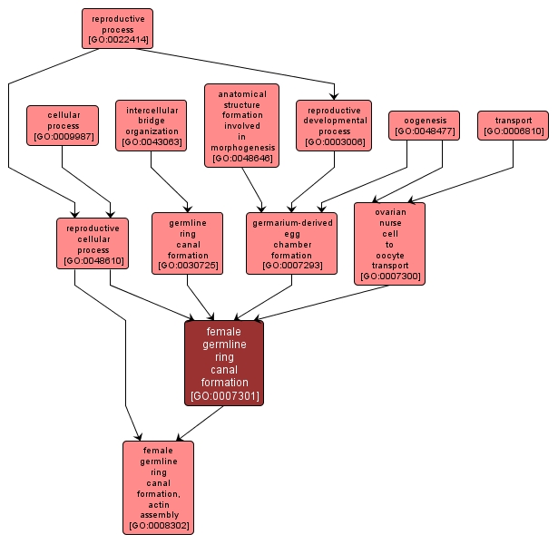 GO:0007301 - female germline ring canal formation (interactive image map)