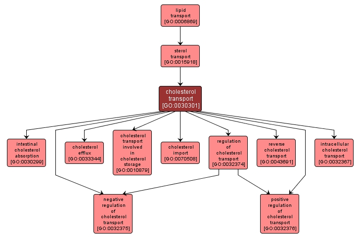 GO:0030301 - cholesterol transport (interactive image map)