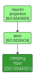 GO:0044301 - climbing fiber (interactive image map)