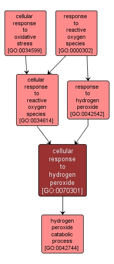 GO:0070301 - cellular response to hydrogen peroxide (interactive image map)