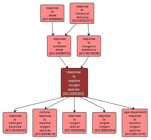 GO:0000302 - response to reactive oxygen species (interactive image map)