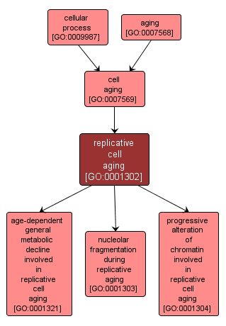 GO:0001302 - replicative cell aging (interactive image map)