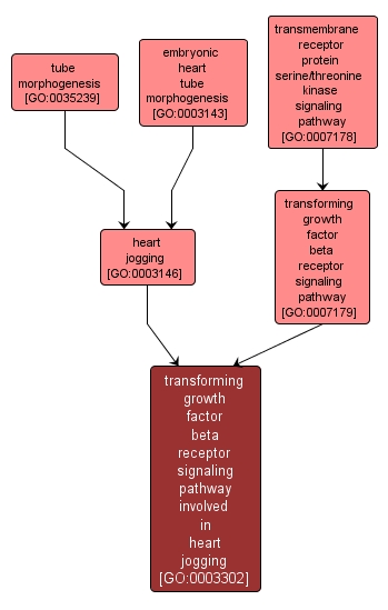 GO:0003302 - transforming growth factor beta receptor signaling pathway involved in heart jogging (interactive image map)
