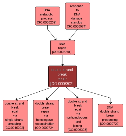 GO:0006302 - double-strand break repair (interactive image map)