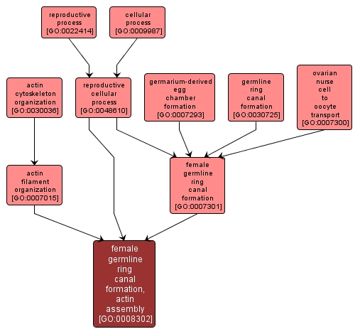 GO:0008302 - female germline ring canal formation, actin assembly (interactive image map)