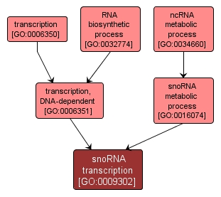 GO:0009302 - snoRNA transcription (interactive image map)