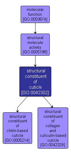 GO:0042302 - structural constituent of cuticle (interactive image map)