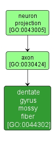 GO:0044302 - dentate gyrus mossy fiber (interactive image map)
