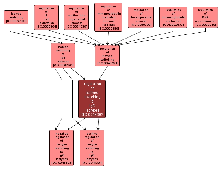 GO:0048302 - regulation of isotype switching to IgG isotypes (interactive image map)