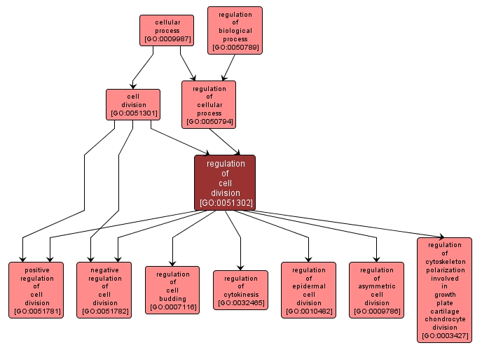 GO:0051302 - regulation of cell division (interactive image map)