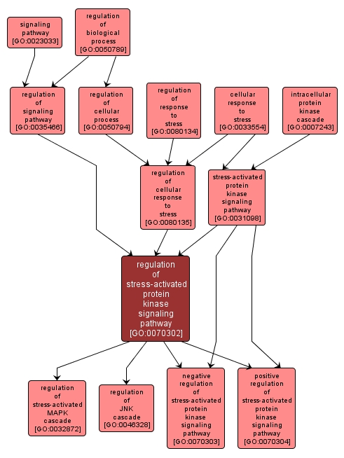 GO:0070302 - regulation of stress-activated protein kinase signaling pathway (interactive image map)