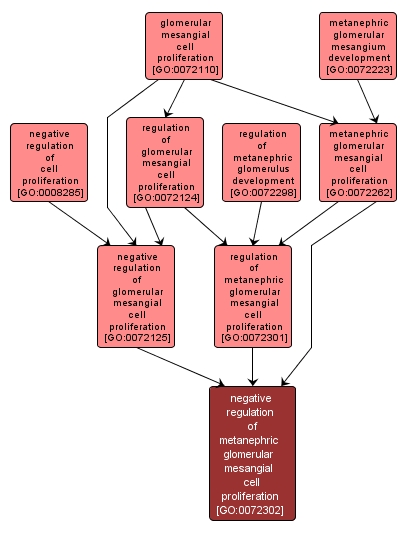 GO:0072302 - negative regulation of metanephric glomerular mesangial cell proliferation (interactive image map)