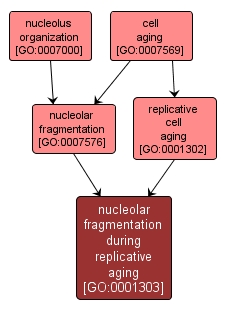 GO:0001303 - nucleolar fragmentation during replicative aging (interactive image map)