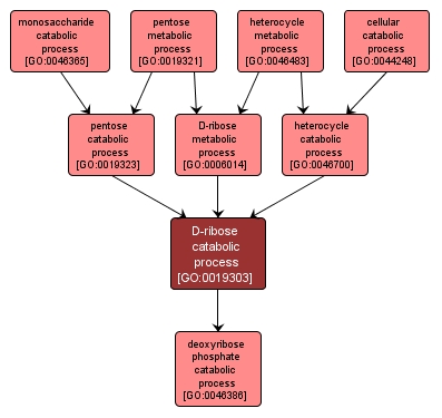 GO:0019303 - D-ribose catabolic process (interactive image map)