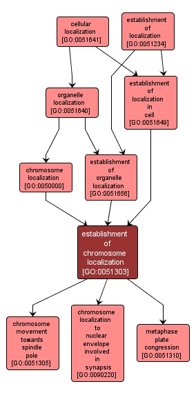 GO:0051303 - establishment of chromosome localization (interactive image map)