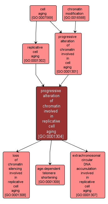 GO:0001304 - progressive alteration of chromatin involved in replicative cell aging (interactive image map)
