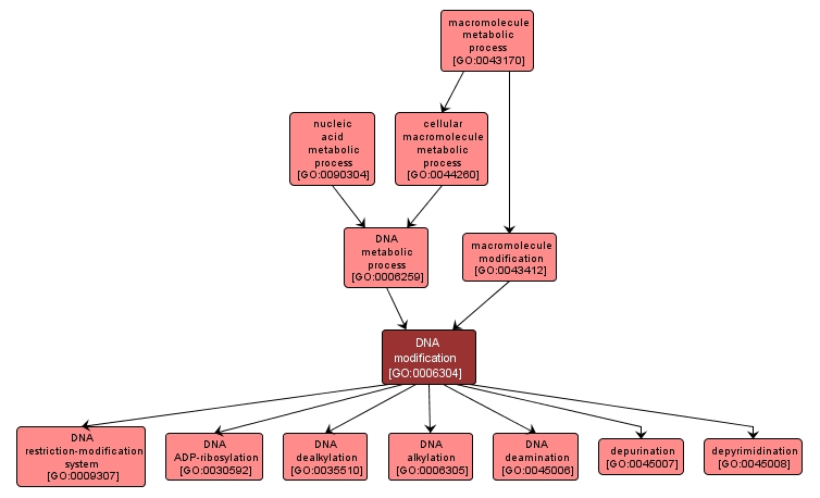 GO:0006304 - DNA modification (interactive image map)