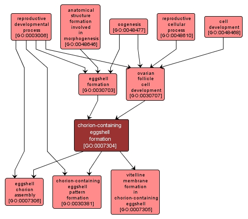 GO:0007304 - chorion-containing eggshell formation (interactive image map)