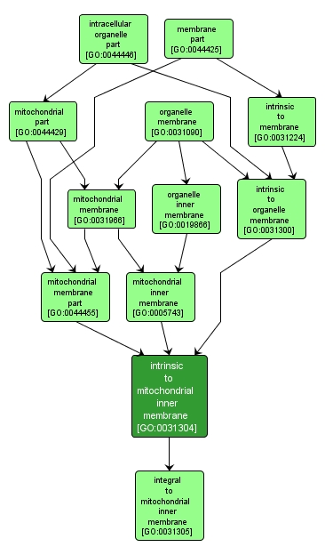 GO:0031304 - intrinsic to mitochondrial inner membrane (interactive image map)