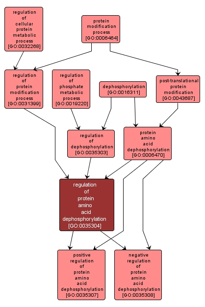 GO:0035304 - regulation of protein amino acid dephosphorylation (interactive image map)