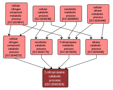 GO:0046304 - 2-nitropropane catabolic process (interactive image map)