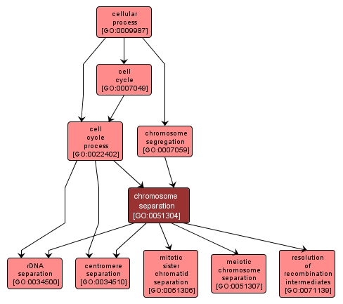 GO:0051304 - chromosome separation (interactive image map)