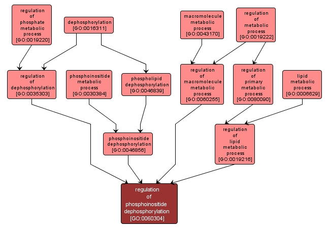 GO:0060304 - regulation of phosphoinositide dephosphorylation (interactive image map)