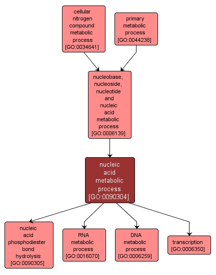 GO:0090304 - nucleic acid metabolic process (interactive image map)