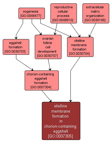 GO:0007305 - vitelline membrane formation in chorion-containing eggshell (interactive image map)