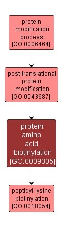 GO:0009305 - protein amino acid biotinylation (interactive image map)