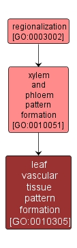 GO:0010305 - leaf vascular tissue pattern formation (interactive image map)