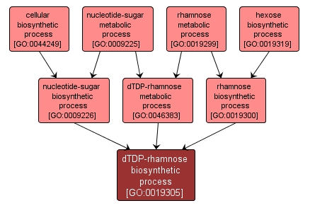 GO:0019305 - dTDP-rhamnose biosynthetic process (interactive image map)