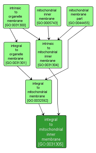 GO:0031305 - integral to mitochondrial inner membrane (interactive image map)