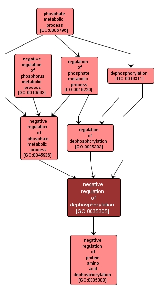 GO:0035305 - negative regulation of dephosphorylation (interactive image map)