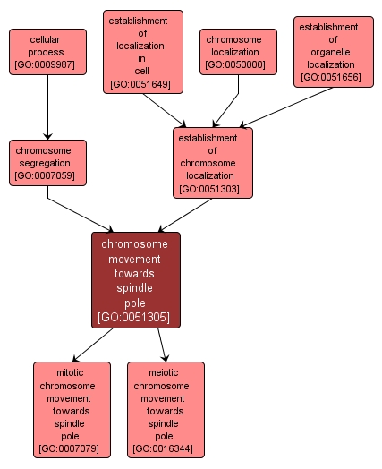 GO:0051305 - chromosome movement towards spindle pole (interactive image map)