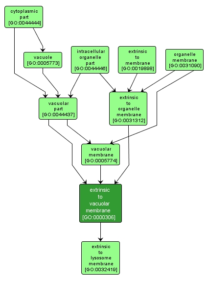 GO:0000306 - extrinsic to vacuolar membrane (interactive image map)