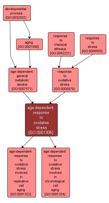 GO:0001306 - age-dependent response to oxidative stress (interactive image map)