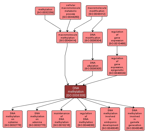 GO:0006306 - DNA methylation (interactive image map)