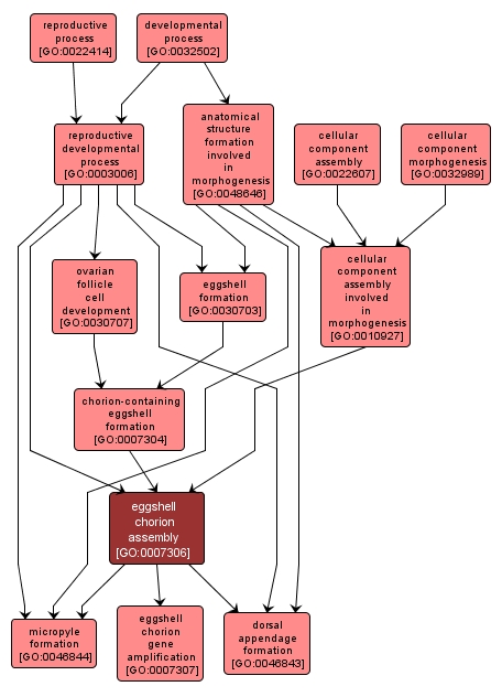 GO:0007306 - eggshell chorion assembly (interactive image map)