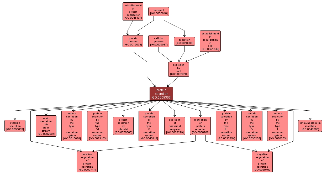 GO:0009306 - protein secretion (interactive image map)