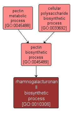 GO:0010306 - rhamnogalacturonan II biosynthetic process (interactive image map)