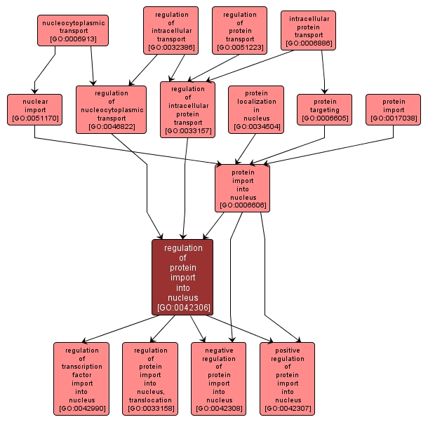 GO:0042306 - regulation of protein import into nucleus (interactive image map)