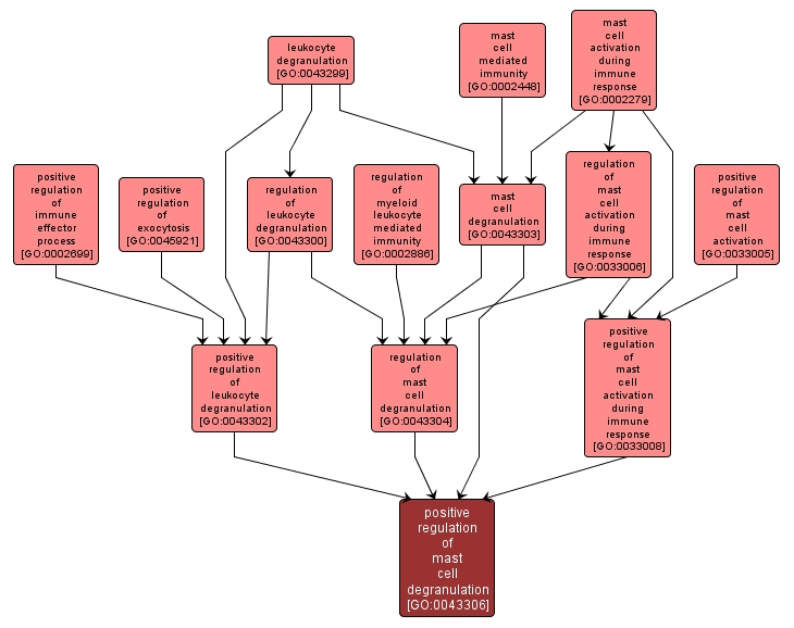 GO:0043306 - positive regulation of mast cell degranulation (interactive image map)