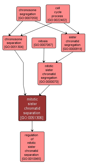 GO:0051306 - mitotic sister chromatid separation (interactive image map)