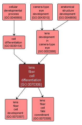 GO:0070306 - lens fiber cell differentiation (interactive image map)