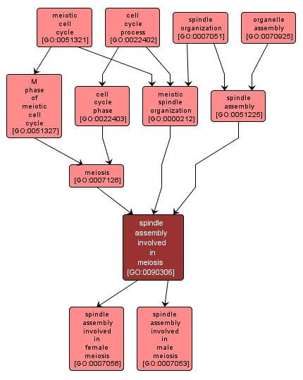 GO:0090306 - spindle assembly involved in meiosis (interactive image map)