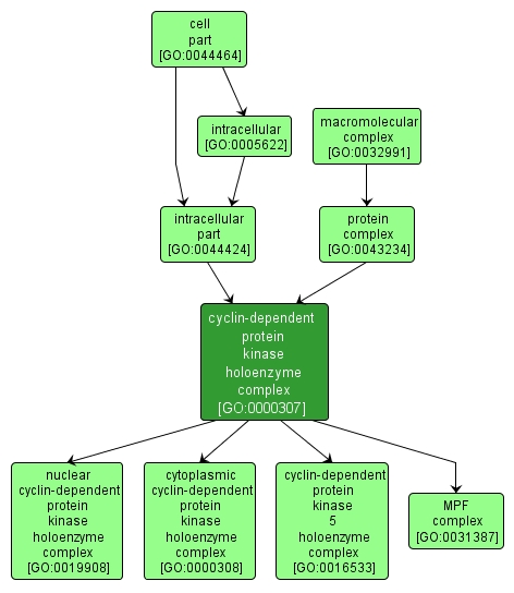 GO:0000307 - cyclin-dependent protein kinase holoenzyme complex (interactive image map)